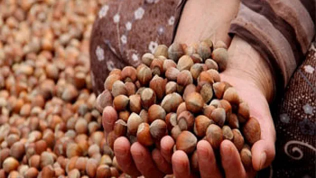 Fındıktan 8 ayda 1,8 milyar dolar gelir