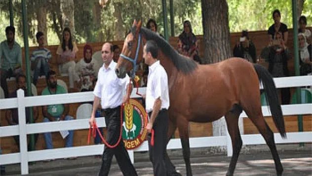 Yarış atları ev fiyatına satıldı