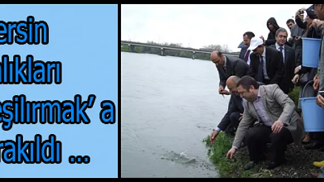 Mersin Balıkları Yeşilırmak' a bırakıldı…