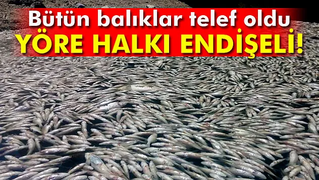 Bursa'daki toplu balık ölümleri Meclis gündeminde