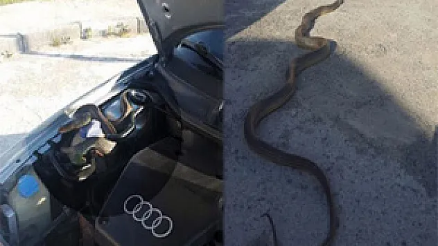 Otomobilin motor kısmından yaklaşık 3 metre yılan çıktı