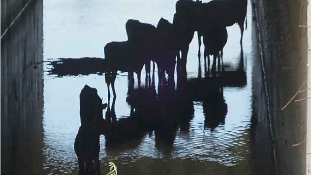 Sıcaktan bunalan hayvanlar menfeze sığındı