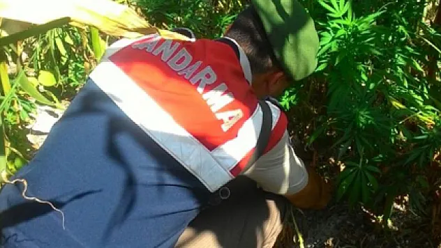 Alaçam'da esrar operasyonu 