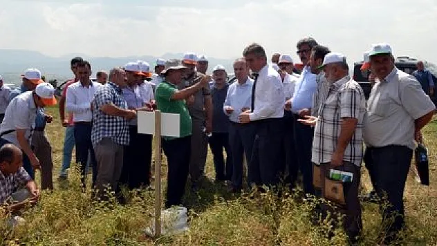 Vezirköprü'de nohut tarla günü