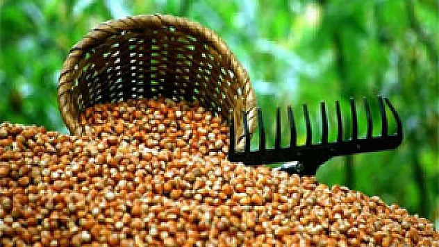 Fındık hasadında dikkat edilecek hususlar