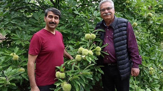 5 ağaçla başladı, bölge çiftçisine alternatif ürün olarak önerdi
