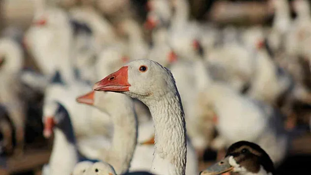 5 kazla başladı 850'ye çıkardı