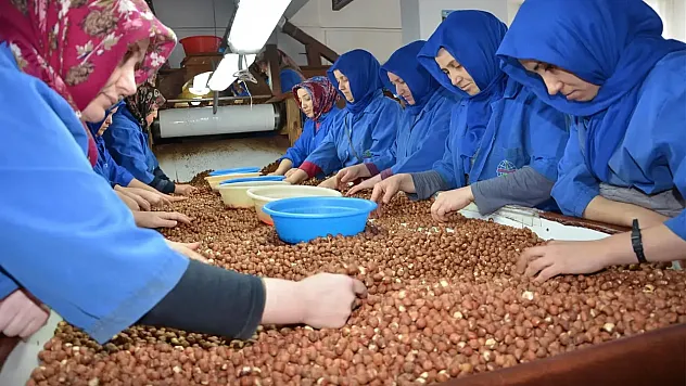 5 Mart 2026 Giresun fındık fiyatları ne kadar? İlçelerde son durum ne?