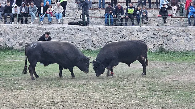 50 boğa kıyasıya mücadele etti
