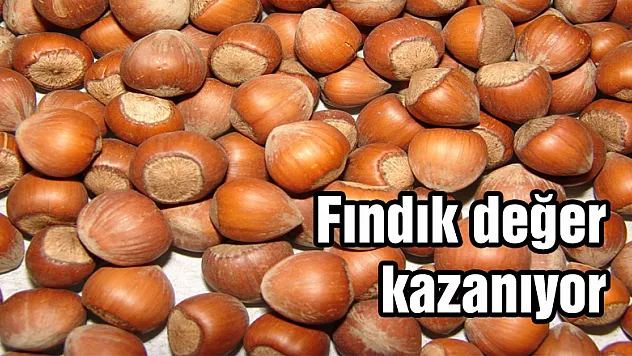 Fındık değer kazanıyor