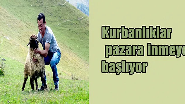 Kurbanlıklar pazara inmeye başlıyor