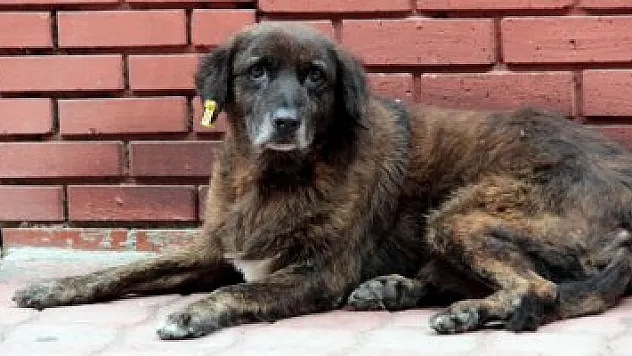 Bakımevlerinde hayvanlara özel denetim