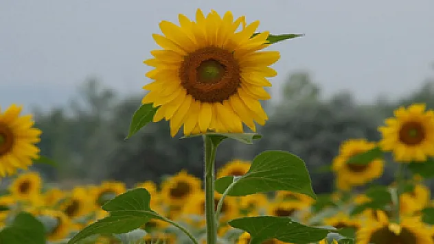 Karadenizbirlik'ten ayçiçeğine 1.58 lira