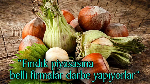  'Fındık piyasasına belli firmalar darbe yapıyorlar'