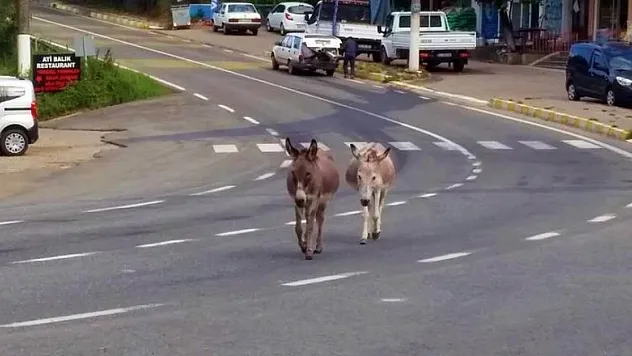Başıboş eşekler kazaya davetiye çıkarıyor