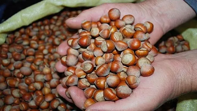 Fındıkta destekleme müracaatları 31 Aralık'ta sona eriyor