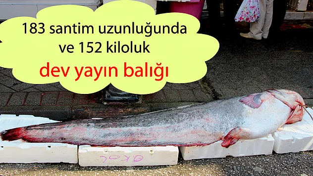 183 santim uzunluğunda ve 152 kiloluk dev yayın balığı