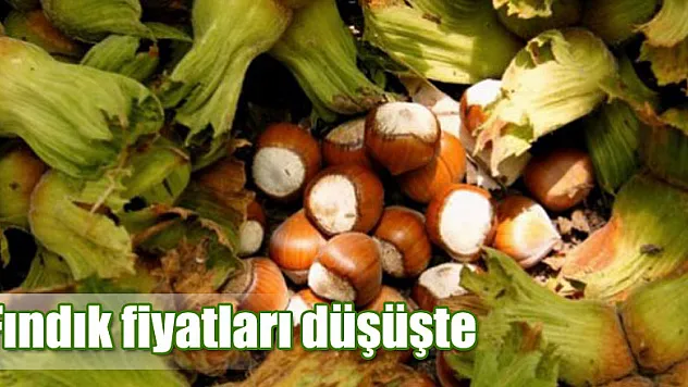 Fındık fiyatları düşüşte