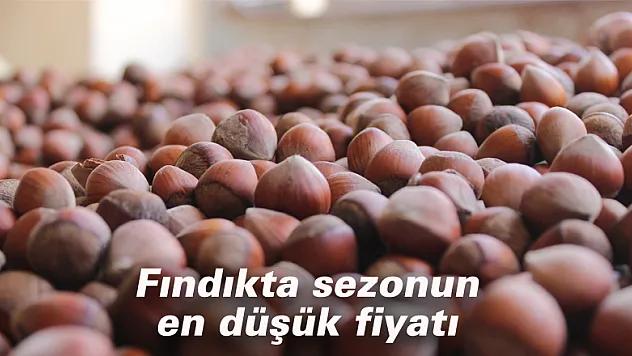 Fındıkta sezonun en düşük fiyatı