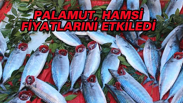 PALAMUT, HAMSİ FİYATLARINI ETKİLEDİ