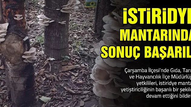 İstiridye Mantarı'nda Sonuç Başarılı