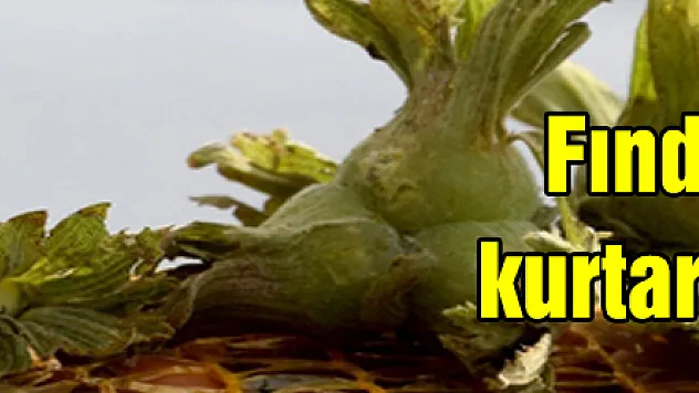 Fındık, maliyetini kurtarmanın peşinde