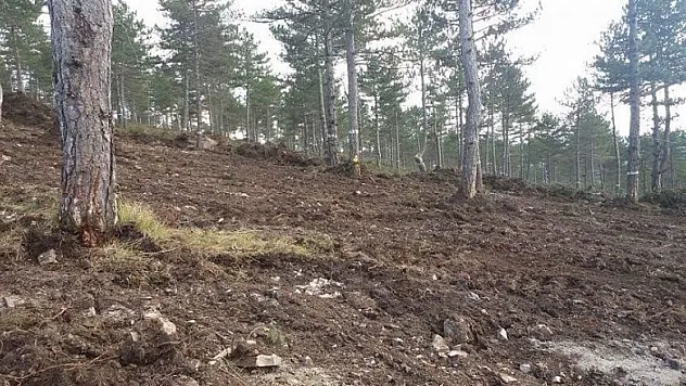 Vezirköprü'de ormanların genetik yapısı korunuyor 