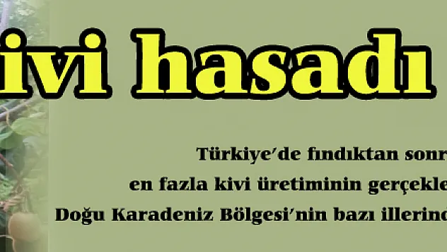 Kivi hasadı başladı
