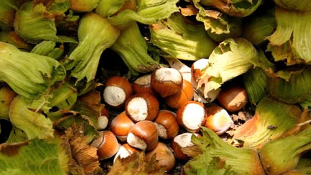 Fındıkta külleme hastalığı korkutuyor