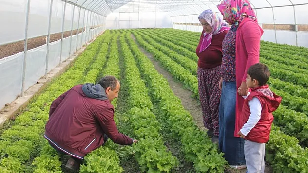 Sera kuran genç çiftçiler kışlık sebze üretimine başladı