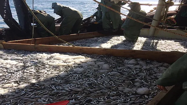 Karadeniz açıklarında avlanan hamsi ve palamut yüz güldürüyor