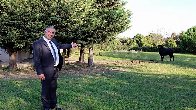 Çiftlikten kaçan manda, üniversitesi kampüsünü mesken tuttu