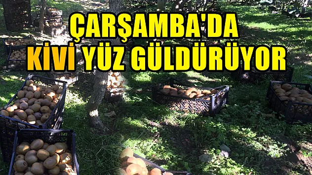 ÇARŞAMBA'DA KİVİ YÜZ GÜLDÜRÜYOR