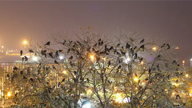 Samsun'da parkta karga istilası