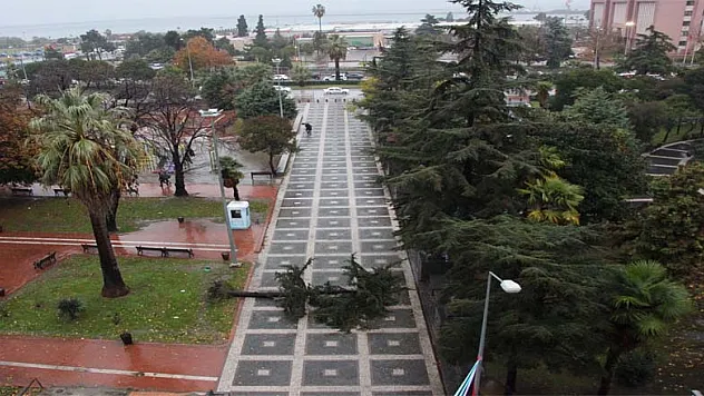 Atatürk Parkı'nda ağaç yıkıldı