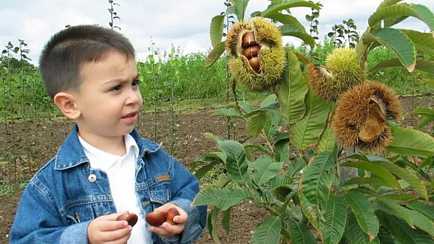 Türkiye kestane üretiminde Avrupa birincisi