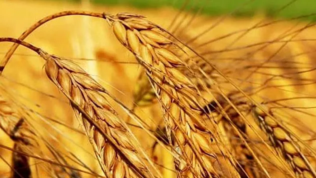 Kuraklık sigortası buğdayda başlıyor