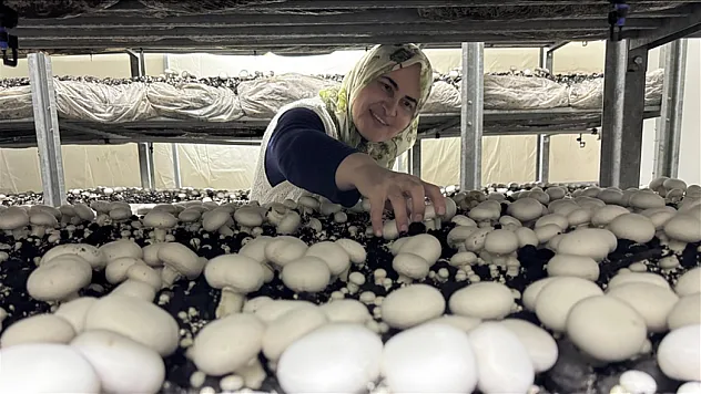 53 yaşında mantar üreticisi oldu