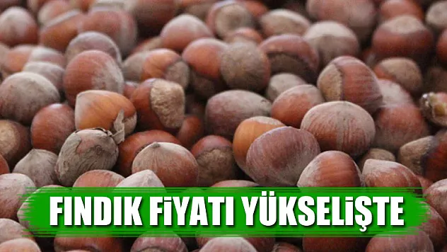 Fındık yükselişe geçti