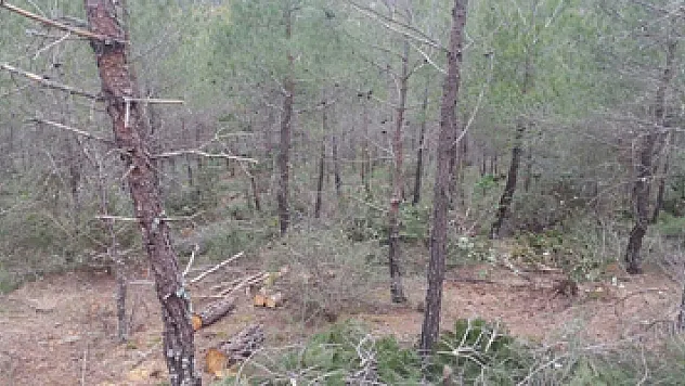 Vezirköprü'de ormanlara sıklık bakım operasyonu