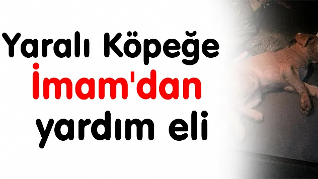 Yaralı Köpeğe İmam'dan yardım eli