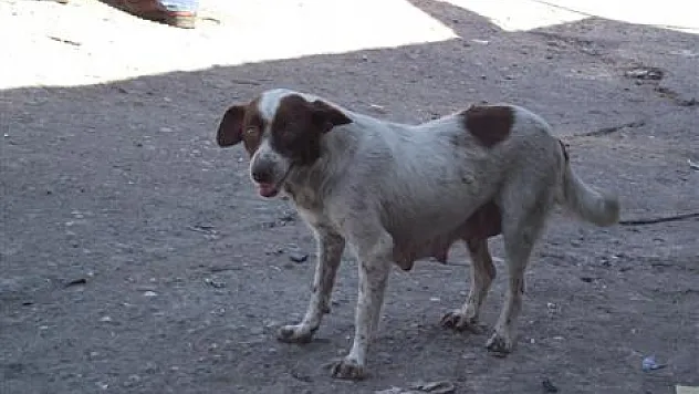 Başıboş köpekler korku salıyor