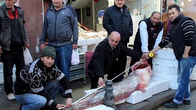  Balıkçılar 2,2 metrelik balık yakaladı