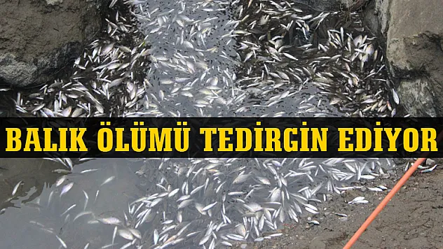 BALIK ÖLÜMÜ TEDİRGİN EDİYOR