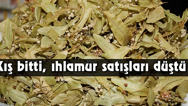 Kış bitti, ıhlamur satışları düştü