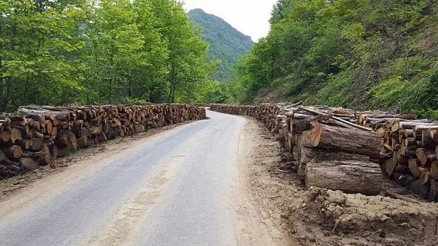 Orman ürünlerinden milli ekonomiye büyük katkı