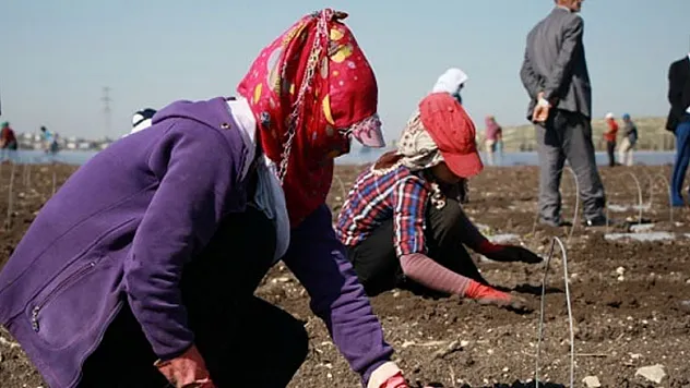 Mevsimlik tarım işçileri ücretleri yüzde 13 arttı
