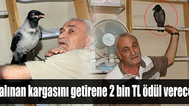 Çalınan kargasını getirene 2 bin TL ödül verecek