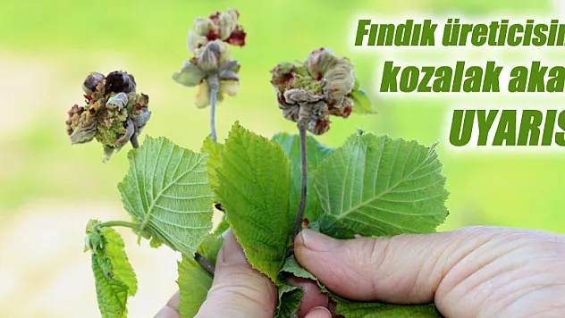 Fındık üreticisine 'kozalak akarı' uyarısı