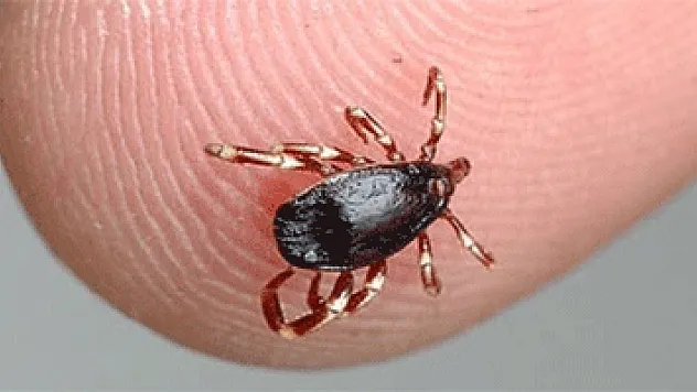 Türkiye, dünyadaki ilk 'Kene Aşısı'nı üretiyor